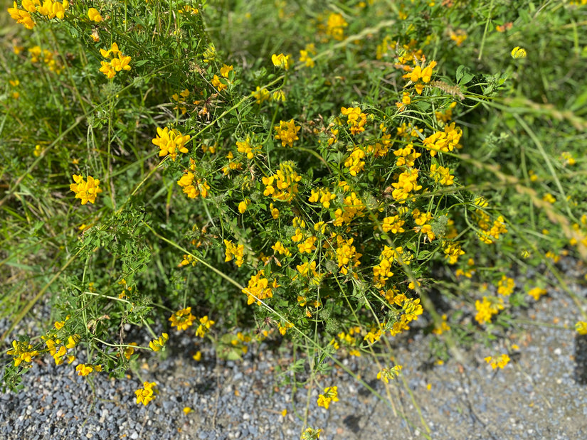 Gewöhnliches Kleeblatt - Lotus corniculatus 'Pleniflorus'