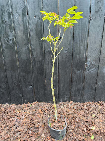 Walnussbaum - Juglans regia