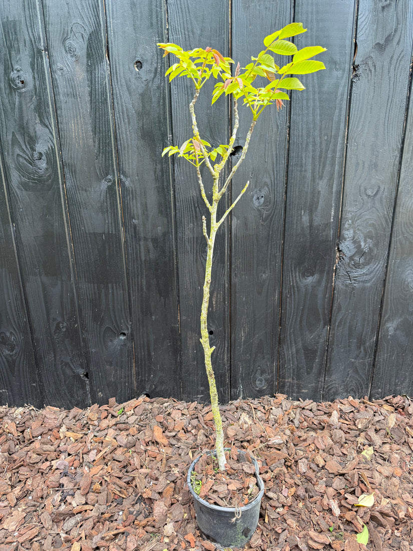 Walnussbaum - Juglans regia