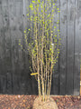 Birke - Betula Utilis 'Doorenbos'