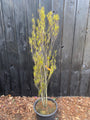 Schmalblättriges Erlenholz - Frangula alnus 'Fine Line'