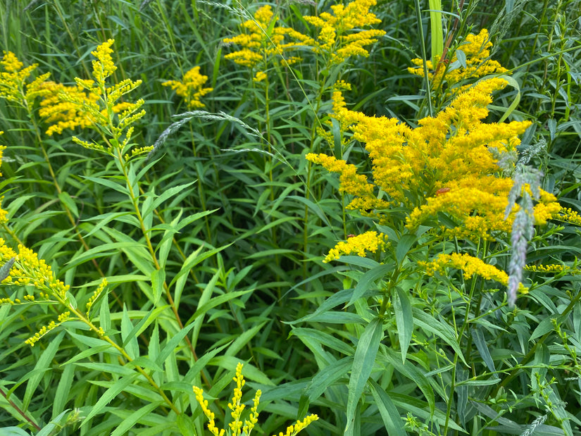 Späte Goldrute - Solidago gigantea