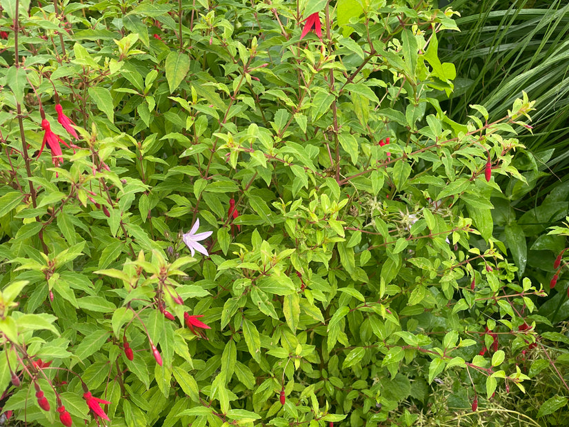 Brennende Liebe / Konstantinopel - Lychnis chalcedonica