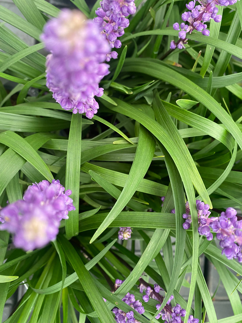 Liliengras - Liriope Muscari 'Royal Purple'