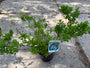 Spirea Nipponica 'Snowmound' TIPP