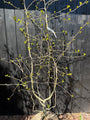 Schwarzer Tupelobaum - Nyssa Sylvatica