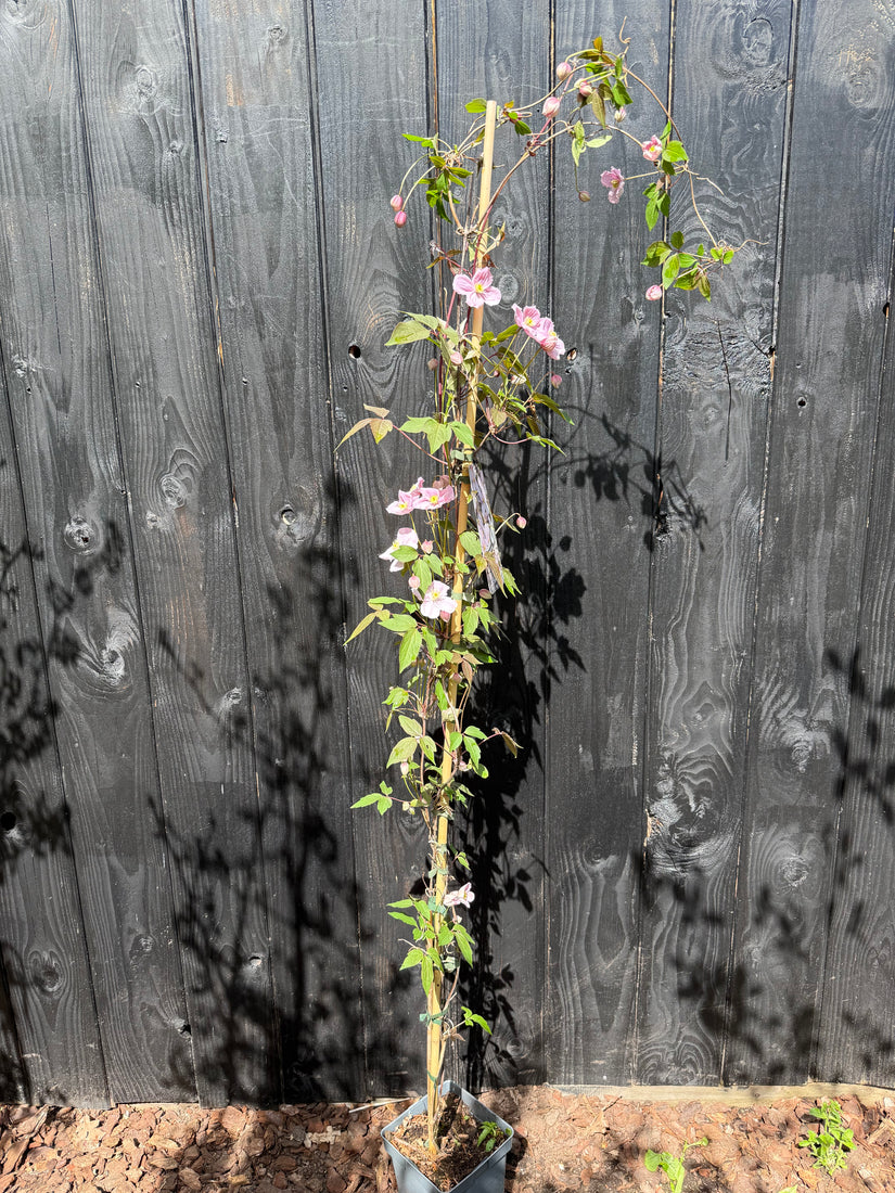 Hellrosa Bergwaldrebe - Clematis montana 'Rubens'