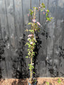 Hellrosa Bergwaldrebe - Clematis montana 'Rubens'