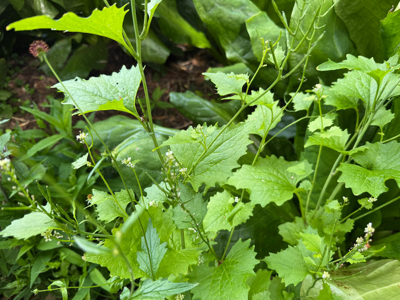 Virginische Lobelie - Lobelia siphilitica