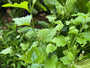 Virginische Lobelie - Lobelia siphilitica