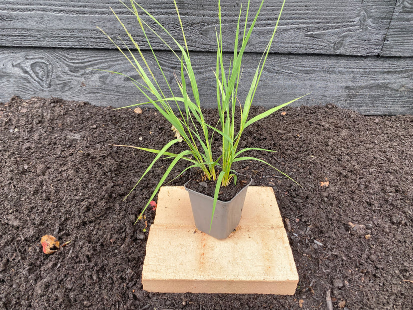 Wunderschönes Schilfrohr - Miscanthus sinensis 'Silberfeder'