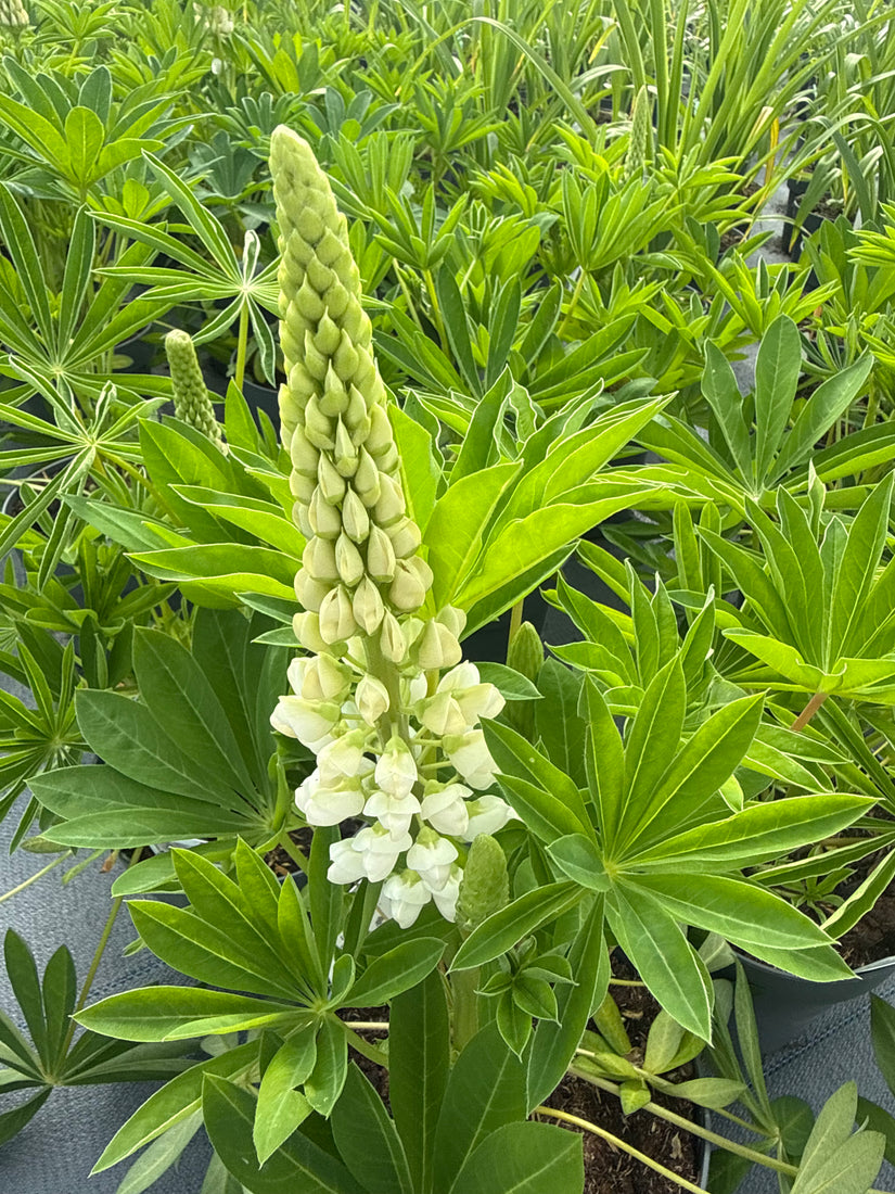 Lupine (Weiß) - Lupinus 'Gallery White'