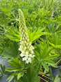 Lupine (Weiß) - Lupinus 'Gallery White'
