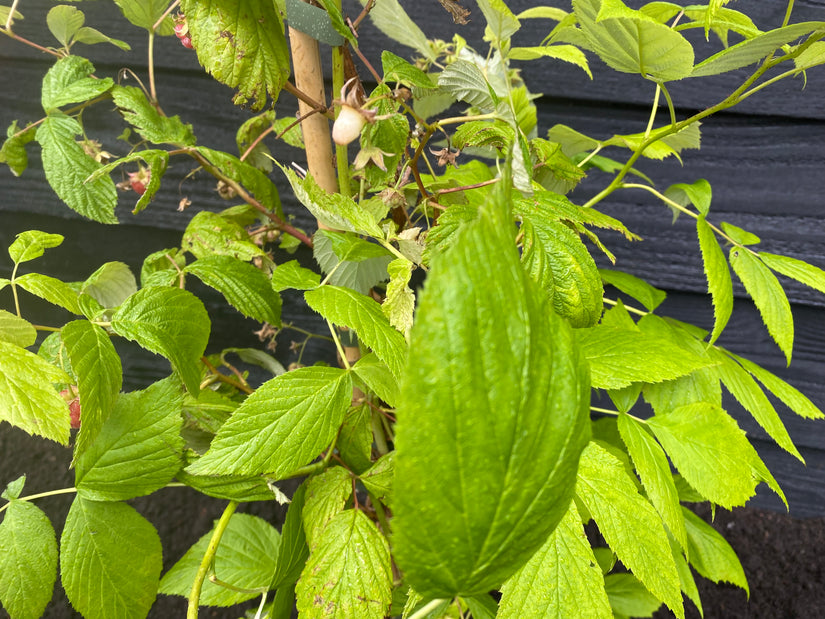 Bio-Sommerhimbeere - Rubus idaeus 'Malling Promise'