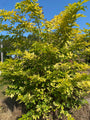 Cluster-Holunder - Sambucus racemosa 'Sutherland Gold'