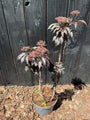 Schwarzer Holunder - Sambucus nigra 'Black Tower'