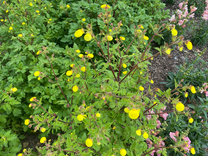 Pantoffelpflanze - Calceolaria polyrrhiza