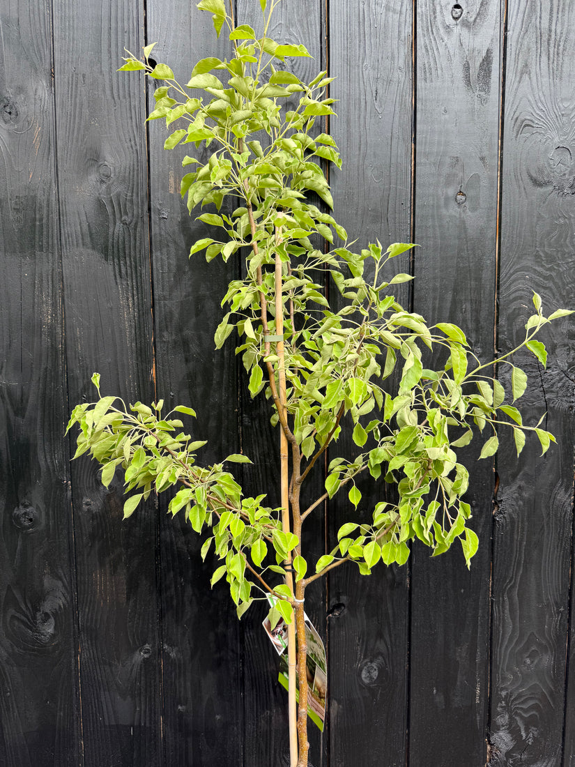 Schmorbirnenbaum - Pyrus communis 'Gieser Wildeman'