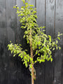 Schmorbirnenbaum - Pyrus communis 'Gieser Wildeman'