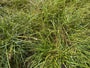 Gewöhnliche Straßensegge - Carex spicata