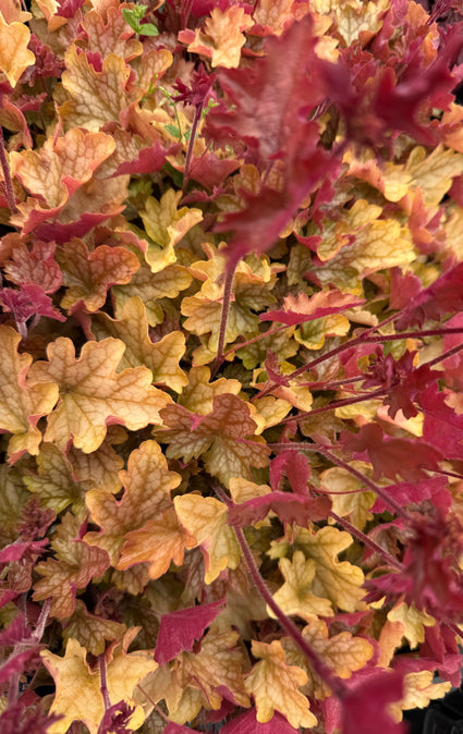 Purpurglöckchen - Heuchera 'Carnival Cocomint’