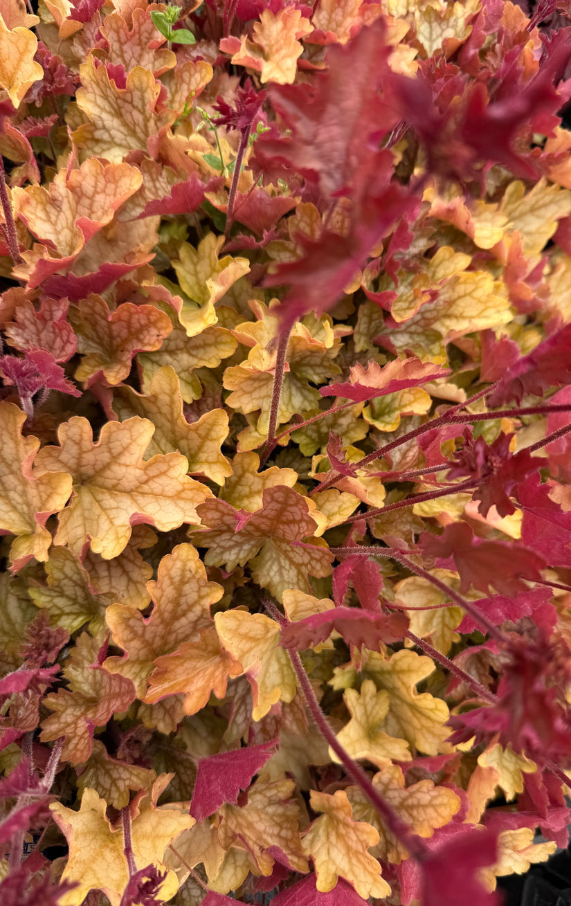Purple Bell - Heuchera villosa 'Carnival Cocomint' TIPP