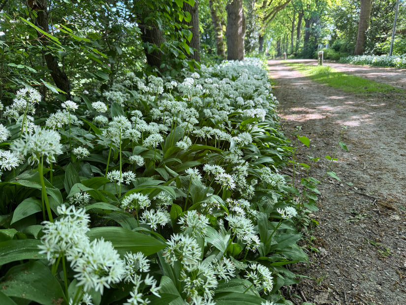 Bio-Süßer Waldmeister - Galium odoratum - (auch pro m2)