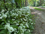 Bio-Süßer Waldmeister - Galium odoratum - (auch pro m2)