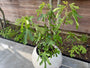 Bio-Feigenstrauch - Ficus Little Miss Figgy