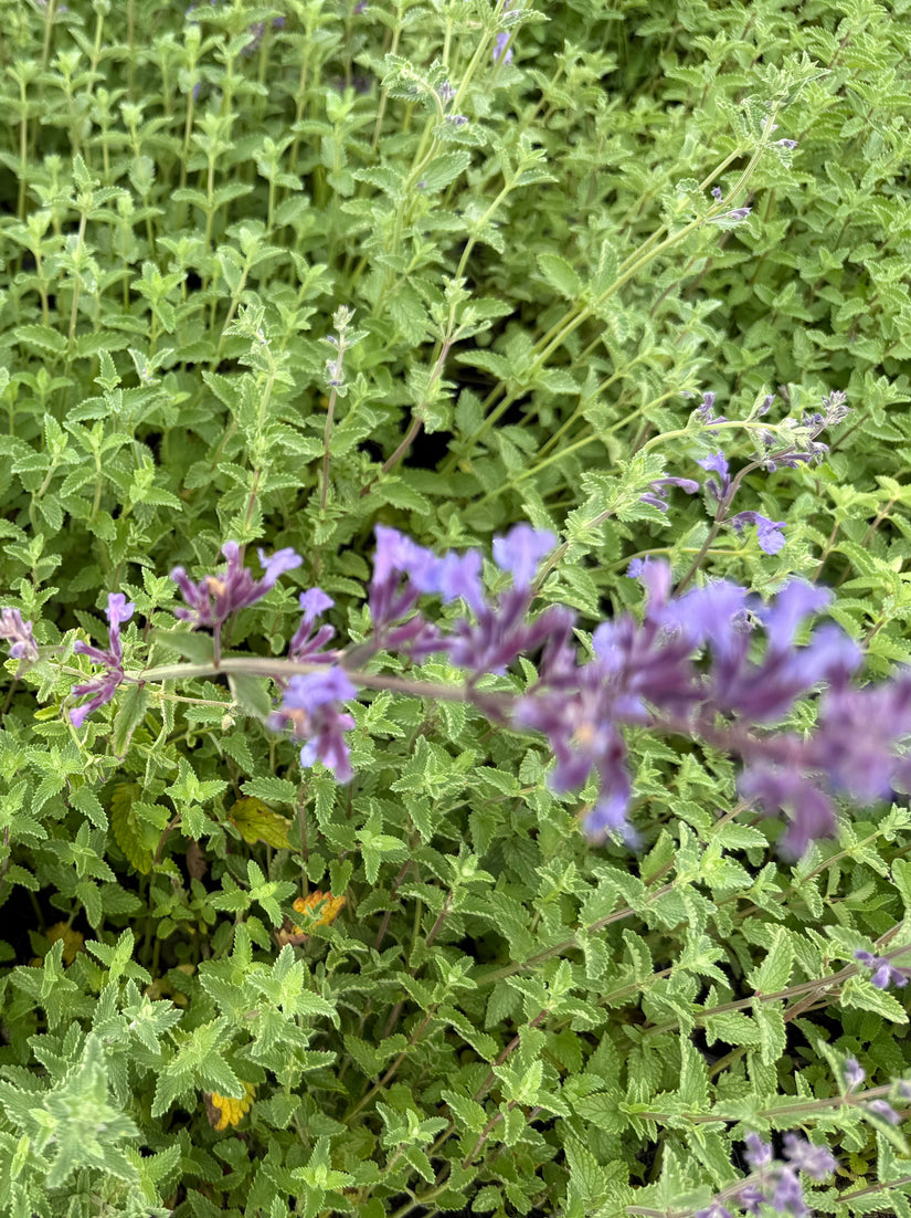 Katzenminze (große Sorte 70 cm) - Nepeta x faassenii 'Six Hills Giant'