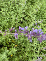 Katzenminze (große Sorte 70 cm) - Nepeta x faassenii 'Six Hills Giant'