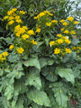 Sonnenblume - Silphium perfoliatum