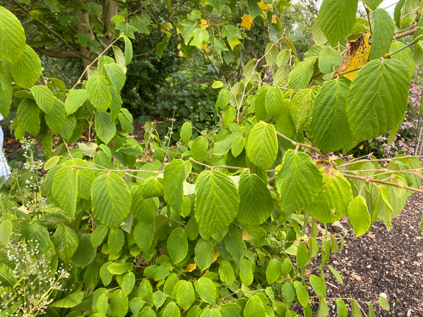 Haselnuss - Corylopsis Sinensis