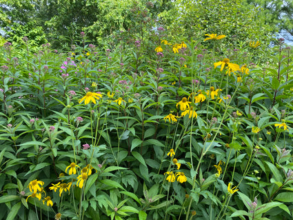 Slipblättrige Rudbeckia - Laciniata 'Golden Glow'