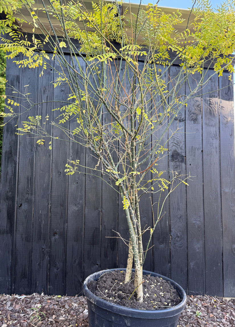 Japanischer Honigbaum mehrstämmig - Styphnolobium Japonicum / Sophora japonica
