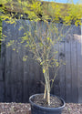 Japanischer Honigbaum mehrstämmig - Styphnolobium Japonicum / Sophora japonica