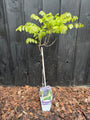 Blauregen - Wisteria macrostachya Blue Moon