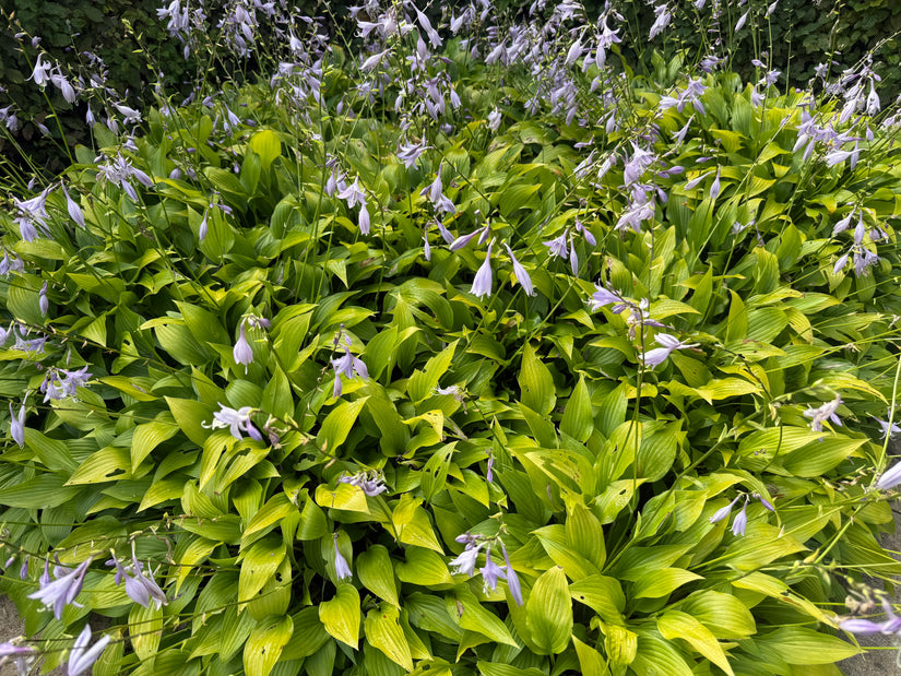 Herzlilie - Hosta 'Gold Standard'