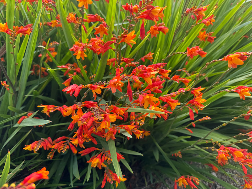 Montbretie - Crocosmia 'Carmine Brilliant'