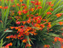 Montbretie - Crocosmia 'Carmine Brilliant'