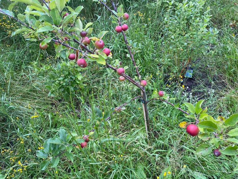 Bio-Apfelbaum - Malus Domestica 'Elstar'