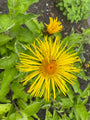 Griechische Laterne - Inula helenium