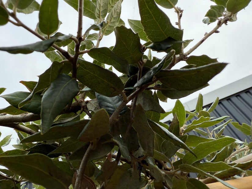 Schirm aus Olivenweide - 160h x 120w - Elaeagnus ebbingei-Hecke (fertig)