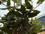 Schirm aus Olivenweide - 160h x 120w - Elaeagnus ebbingei-Hecke (fertig)