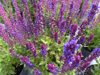 Salbei (Blau / Höhe 40 cm) – Salvia nemorosa 'Ostfriesland'