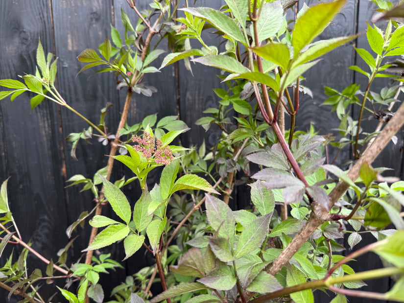 Schwarzer Holunder - Sambucus nigra 'Black Beauty'
