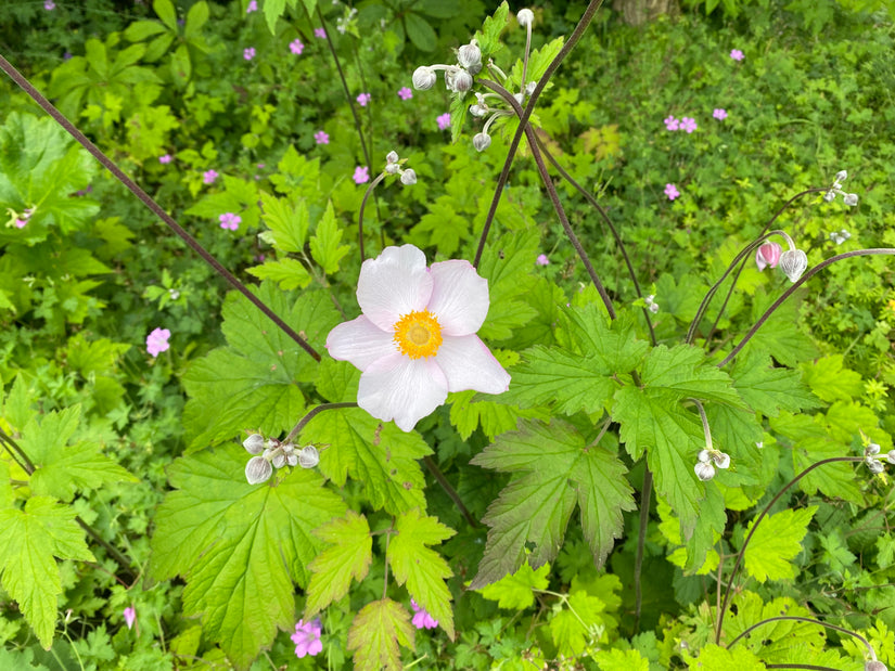 Bio-Herbst-Anemone - Anemone hybrid. „Ehre Jobert“