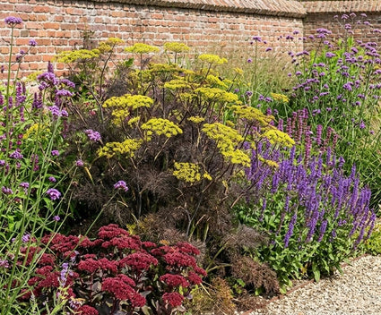 Fenchel - Foeniculum vulgare 'Purpureum'