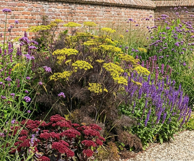 Fenchel - Foeniculum vulgare 'Purpureum'