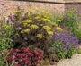 Fenchel - Foeniculum vulgare 'Purpureum'